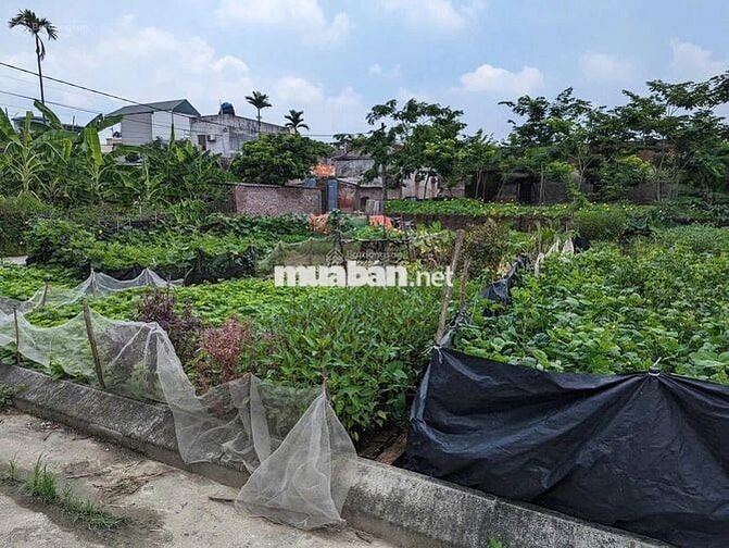 Bán mảnh đất ở nông thôn cực đẹp, pháp lý chuẩn, sang tên ngay