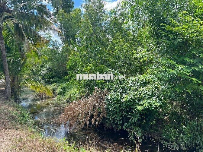 Bán đất 1184m2, gần chợ Bình Hoà Nam, Đức Huệ, Long An