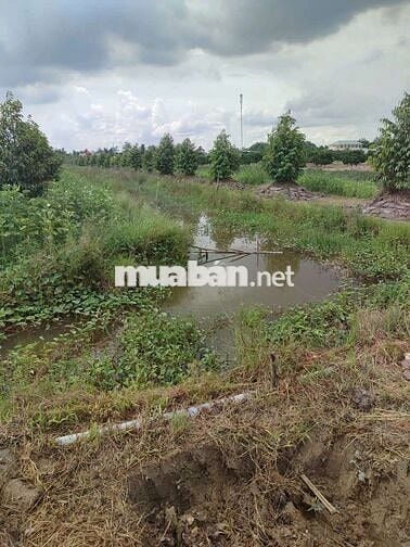 Bán 1 hecta đất trồng sầu riêng đồng tháp mặt tiền 9m
