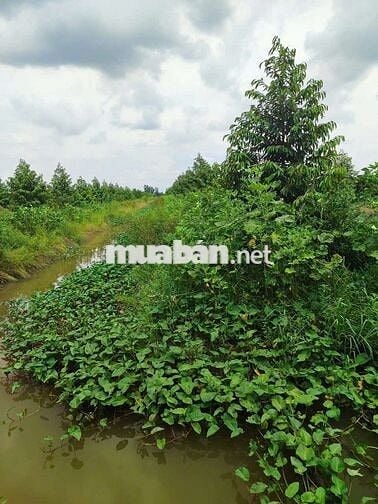 Bán 1 hecta đất trồng sầu riêng đồng tháp mặt tiền 9m