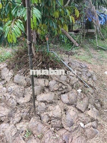 Bán 1 hecta đất trồng sầu riêng đồng tháp mặt tiền 9m