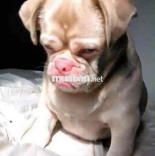 future neo 125 máy rin