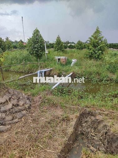 Bán 1 hecta đất trồng sầu riêng đồng tháp mặt tiền 9m