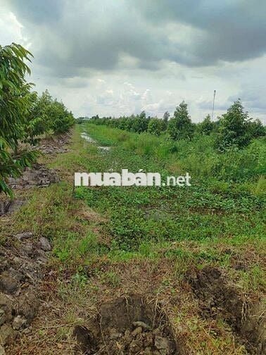 Bán 1 hecta đất trồng sầu riêng đồng tháp mặt tiền 9m