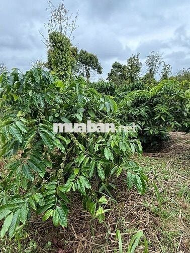 Bán đất nông nghiệp thuộc quy hoạch trang trại chăn nuôi