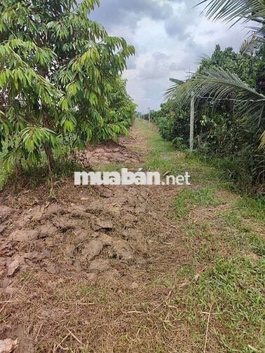 Bán 1 hecta đất trồng sầu riêng đồng tháp mặt tiền 9m