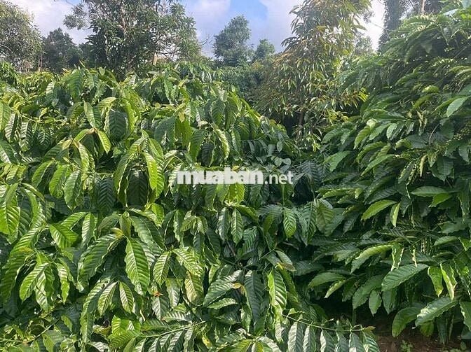 Bán đất nông nghiệp thuộc quy hoạch trang trại chăn nuôi