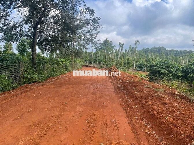 Bán đất nông nghiệp thuộc quy hoạch trang trại chăn nuôi