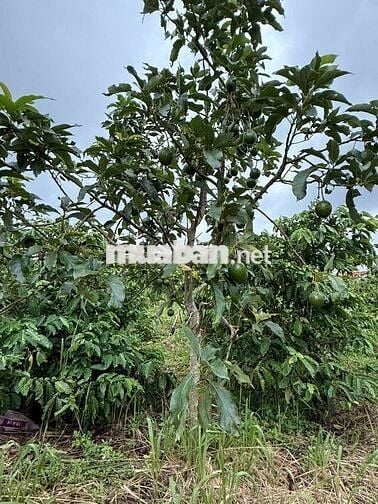 Bán đất nông nghiệp thuộc quy hoạch trang trại chăn nuôi