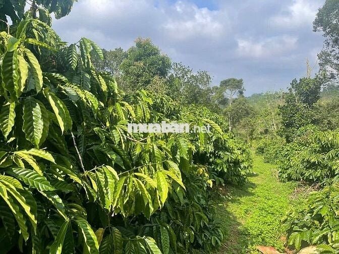 Bán đất nông nghiệp thuộc quy hoạch trang trại chăn nuôi