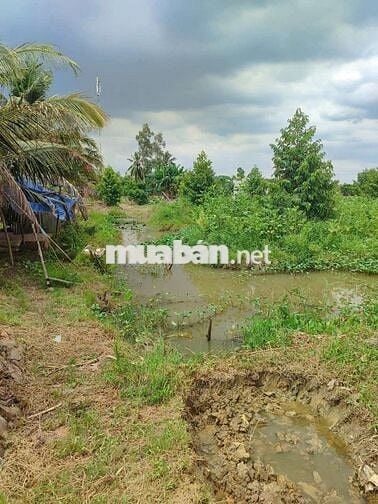 Bán 1 hecta đất trồng sầu riêng đồng tháp mặt tiền 9m