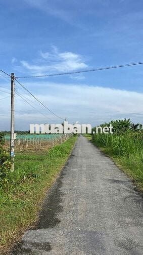 🏡 BÁN ĐẤT GIÁ TỐT - DÂN CƯ ĐÔNG ĐÚC 🌳