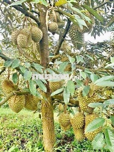 🌿 BÁN NHÀ VƯỜN SINH THÁI 10.000m² SẴN NHÀ LỚN - ĐƯỜNG NHỰA CỰC ĐẸP, ĐN