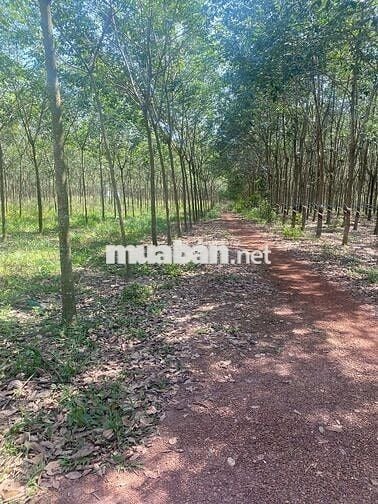 BÁN 11.372m² ĐẤT + VƯỜN CAO SU 3–4 NĂM – 2 MẶT TIỀN