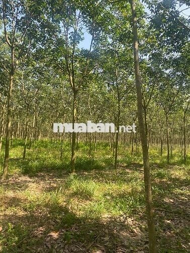 BÁN 11.372m² ĐẤT + VƯỜN CAO SU 3–4 NĂM – 2 MẶT TIỀN