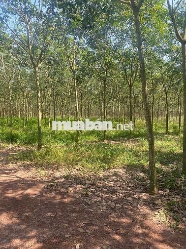 BÁN 11.372m² ĐẤT + VƯỜN CAO SU 3–4 NĂM – 2 MẶT TIỀN