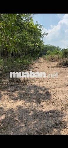 Bán lô đất 1.262,6 m² tại Bắc Tân Uyên – Có 200 m² thổ cư – Mặt tiền đ