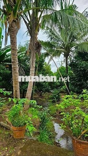 🌿 BÁN NHÀ VƯỜN SINH THÁI 10.000m² SẴN NHÀ LỚN - ĐƯỜNG NHỰA CỰC ĐẸP, ĐN