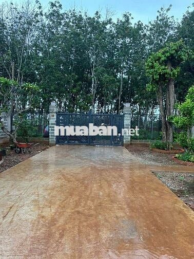 Bán đất vườn tại long phuoc brvt
