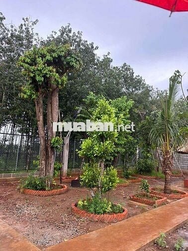 Bán đất vườn tại long phuoc brvt