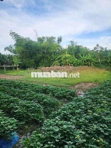 1000m2 300m2 đất ở Đại Cường, Đại Lộc Cũ