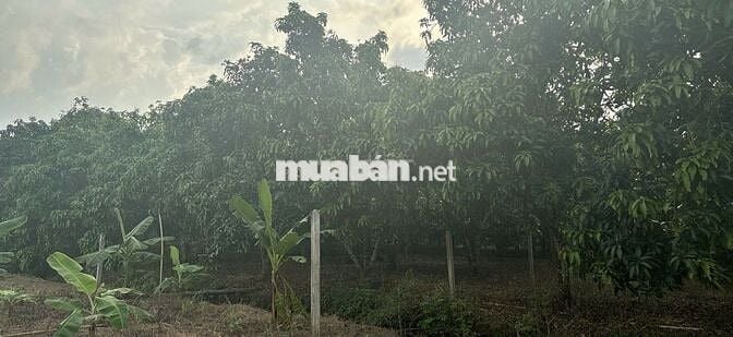 CẦN BÁN ĐẤT NÔNG NGHIỆP, Ô TÔ TỚI NƠI – TÚC TRƯNG, ĐỊNH QUÁN, ĐỒNG NAI