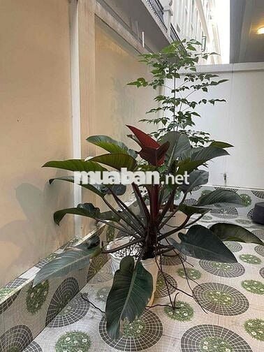 BÁN NHÀ HOÀNG MAI- BA BƯỚC RA HỒ – NHÀ ĐẸP DÂN XÂY - THANG MÁY- Ô TÔ Đ