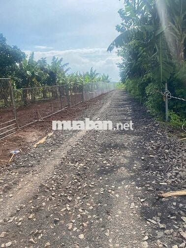 35m mặt tiền, hơn 115m suối bao sau đất. Trồng Sầu riêng, Chuối, Bơ