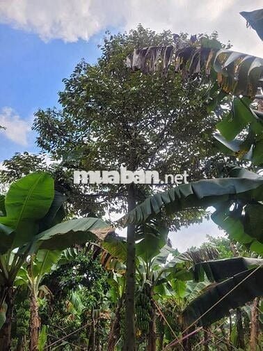 35m mặt tiền, hơn 115m suối bao sau đất. Trồng Sầu riêng, Chuối, Bơ