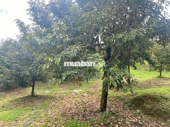 🌿 Bán 3000m2 nhà vườn sầu riêng Gia Kiệm, đất đỏ bazan, giá 1.3 tỷ/sào