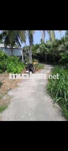 CHÍNH CHỦ TÔI CẦN BÁN GẤP LÔ ĐẤT MỎ CÀY BẾN TRE