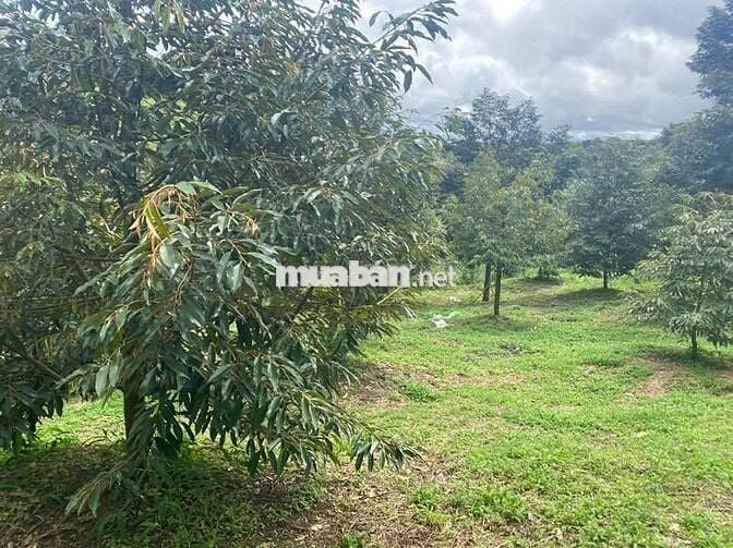 🌿 Bán 3000m2 nhà vườn sầu riêng Gia Kiệm, đất đỏ bazan, giá 1.3 tỷ/sào