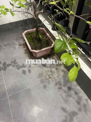 Cho thuê tầng 4 trong nhà nguyên căn gần Phenikaa