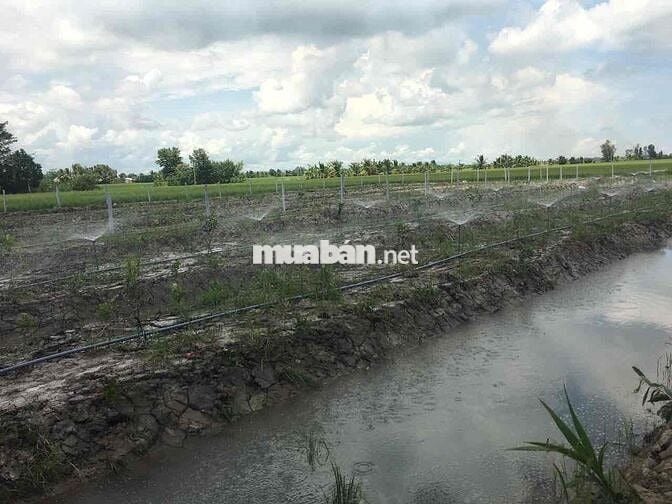 Đất ở liền đất đã lên vườn Núi Sập