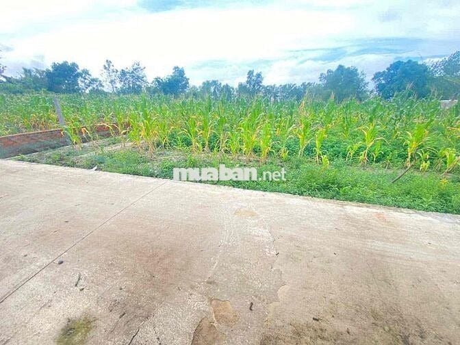 ĐẤT THỔ CƯ 271m2 đường bê tông trung tâm Óc Eo