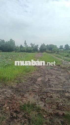 Bán đất sổ riêng 1700m xã Tân Bình Tân thạnh Long An giá 500tr