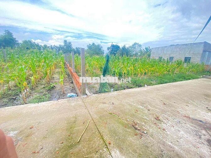 ĐẤT THỔ CƯ 271m2 đường bê tông trung tâm Óc Eo