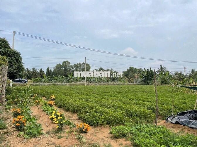 🌿 MẶT TIỀN SÔNG + ĐƯỜNG NHỰA – THỔ CƯ SẴN | PHÚ THẠNH – TÂN PHÚ ĐÔNG