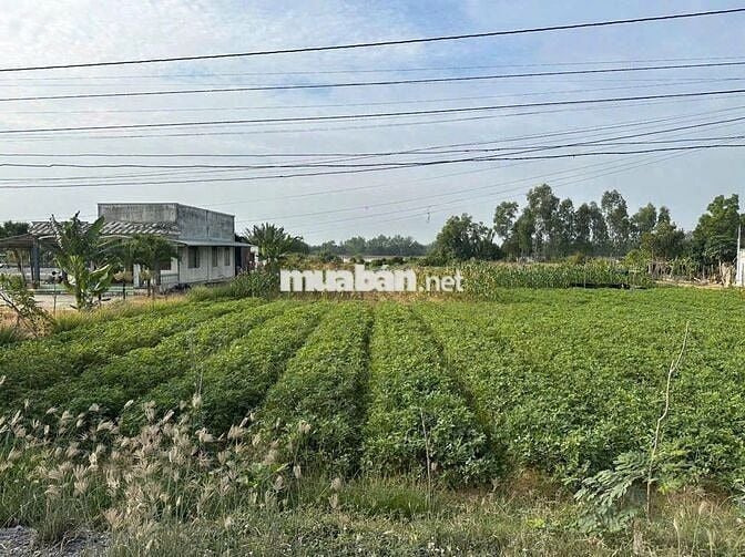 🌿 MẶT TIỀN SÔNG + ĐƯỜNG NHỰA – THỔ CƯ SẴN | PHÚ THẠNH – TÂN PHÚ ĐÔNG