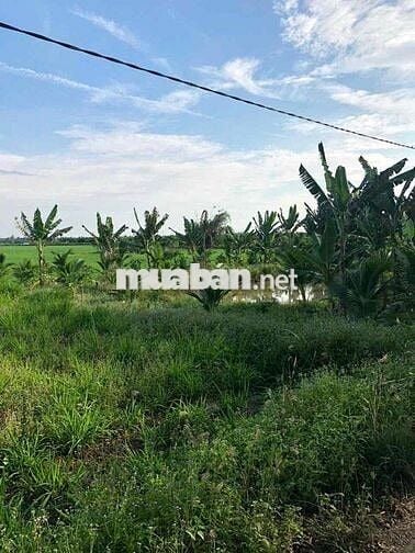 BÁN ĐẤT THỔ CƯ GẦN ĐH CỬU LONG