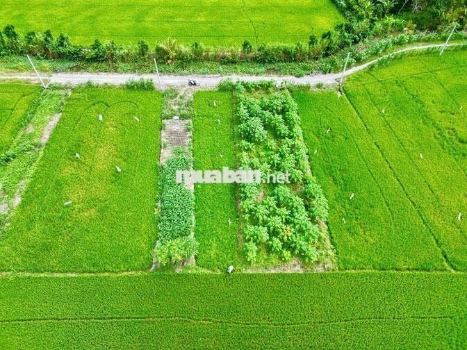 Lô Đất 175m2 Giá Rẻ Thổ Cư Gần CHỢ PHÚ ĐỨC TT LONG HỒ Đi VÀO