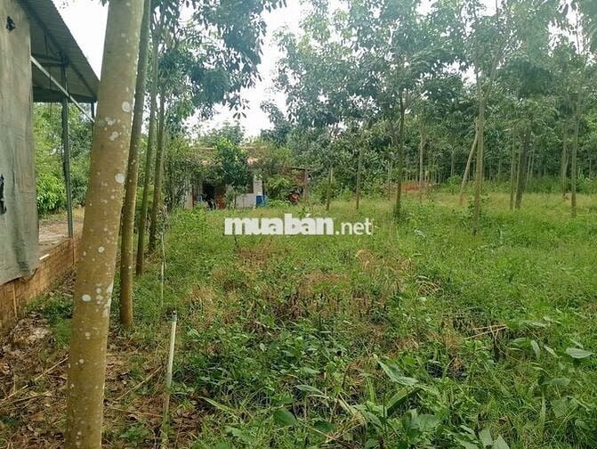 BÁN ĐẤT RẪY CAO SU 4 NĂM – 2 MẶT TIỀN ĐƯỜNG ĐẸP -Chính chủ 916.737.488