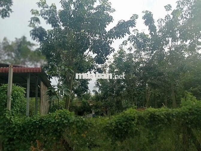 BÁN ĐẤT RẪY CAO SU 4 NĂM – 2 MẶT TIỀN ĐƯỜNG ĐẸP -Chính chủ 916.737.488