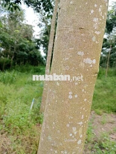 BÁN ĐẤT RẪY CAO SU 4 NĂM – 2 MẶT TIỀN ĐƯỜNG ĐẸP -Chính chủ 916.737.488