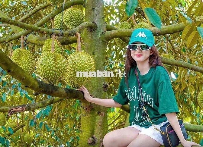 Bán gấp nhà vườn Bình Phước QL13 giá 200tr 3209m2 có 400m2 thổ cư