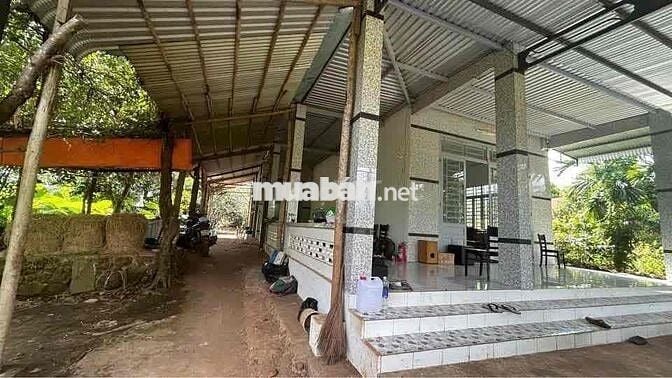 Bán gấp nhà vườn Bình Phước QL13 giá 200tr 3209m2 có 400m2 thổ cư