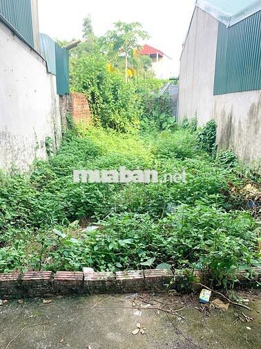 Sổ đỏ chính chủ bán đất 51m2,Thiên Đông, Thanh Oai, Gần Vành Đai 4