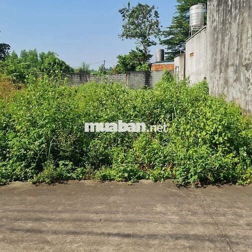 Cần bán đất chỉ 1 sẹc Bưng cơ  Lộc An Long Thành khu dân cư