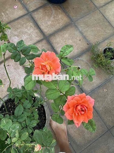 chính chủ bán Fortuner 2019 nhập indo.zin 100%