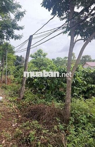 chính chủ có gì bán nấy , có sao nói vậy, y hình, y chất đất, dân cư